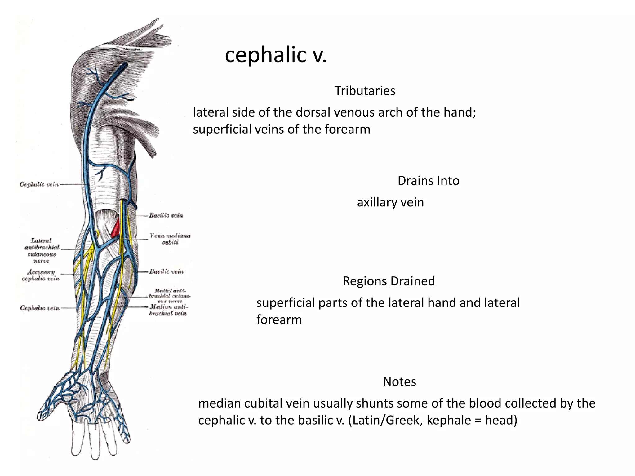 cephalic v.
                         Tributaries
lateral side of the dorsal venous arch of the hand;
superficial veins of the forearm


                                       Drains Into
                             axillary vein




                          Regions Drained
           superficial parts of the lateral hand and lateral
           forearm



                                  Notes
median cubital vein usually shunts some of the blood collected by the
cephalic v. to the basilic v. (Latin/Greek, kephale = head)
 
