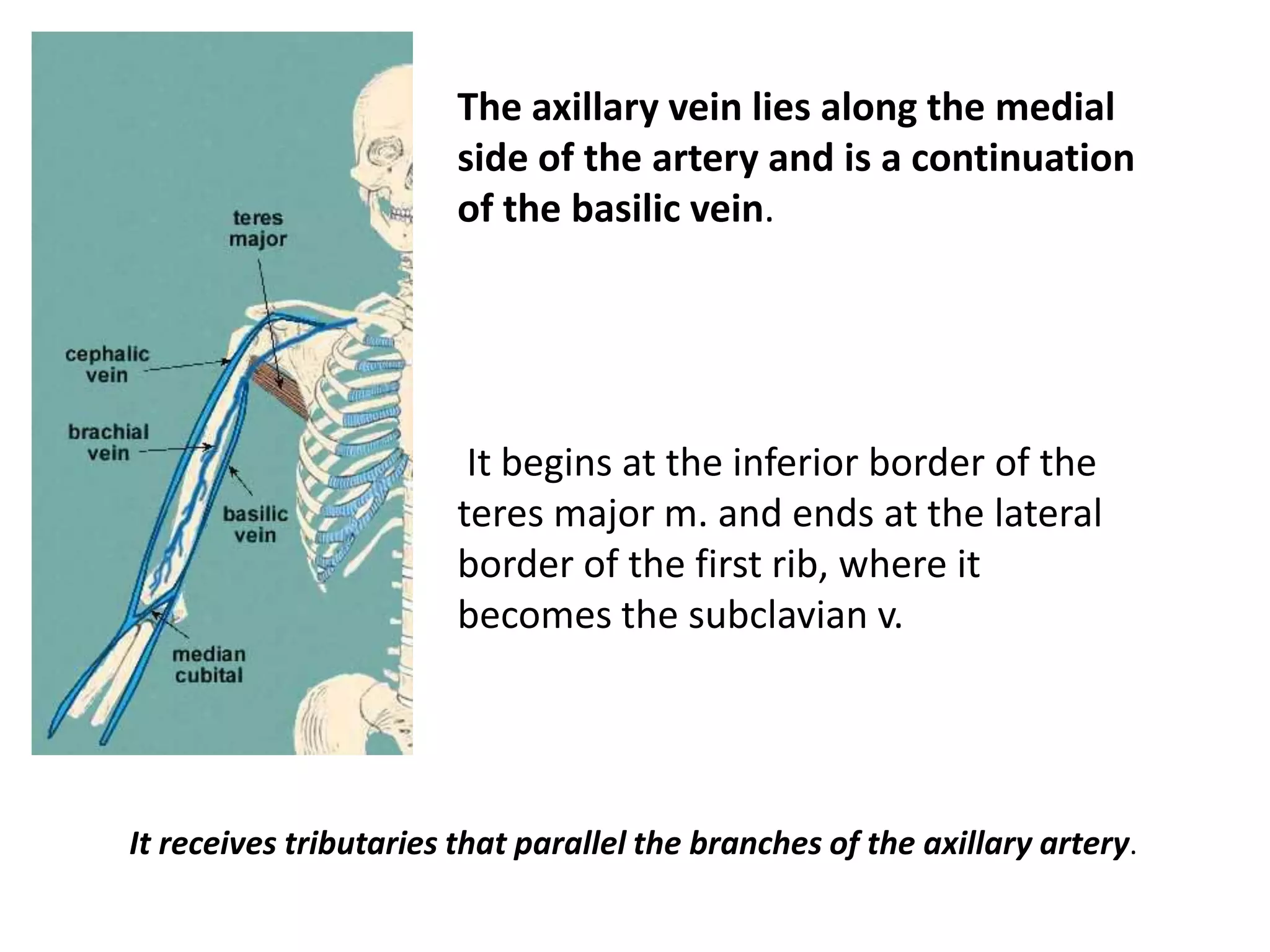 The axillary vein lies along the medial
                        side of the artery and is a continuation
                        of the basilic vein.




                         It begins at the inferior border of the
                        teres major m. and ends at the lateral
                        border of the first rib, where it
                        becomes the subclavian v.




It receives tributaries that parallel the branches of the axillary artery.
 