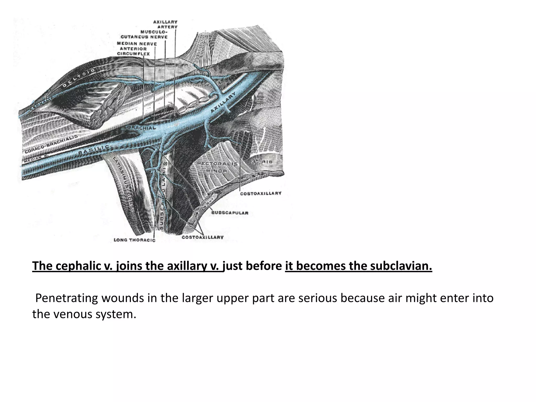 The cephalic v. joins the axillary v. just before it becomes the subclavian.

 Penetrating wounds in the larger upper part are serious because air might enter into
the venous system.
 