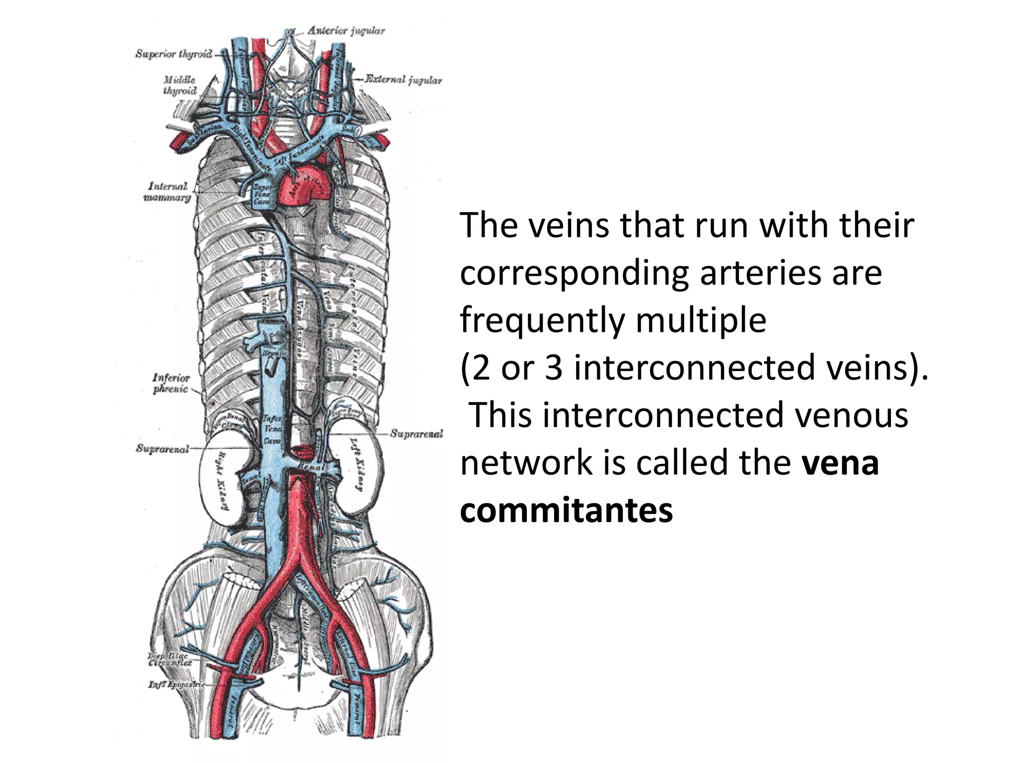 The veins that run with their
corresponding arteries are
frequently multiple
(2 or 3 interconnected veins).
 This interconnected venous
network is called the vena
commitantes
 