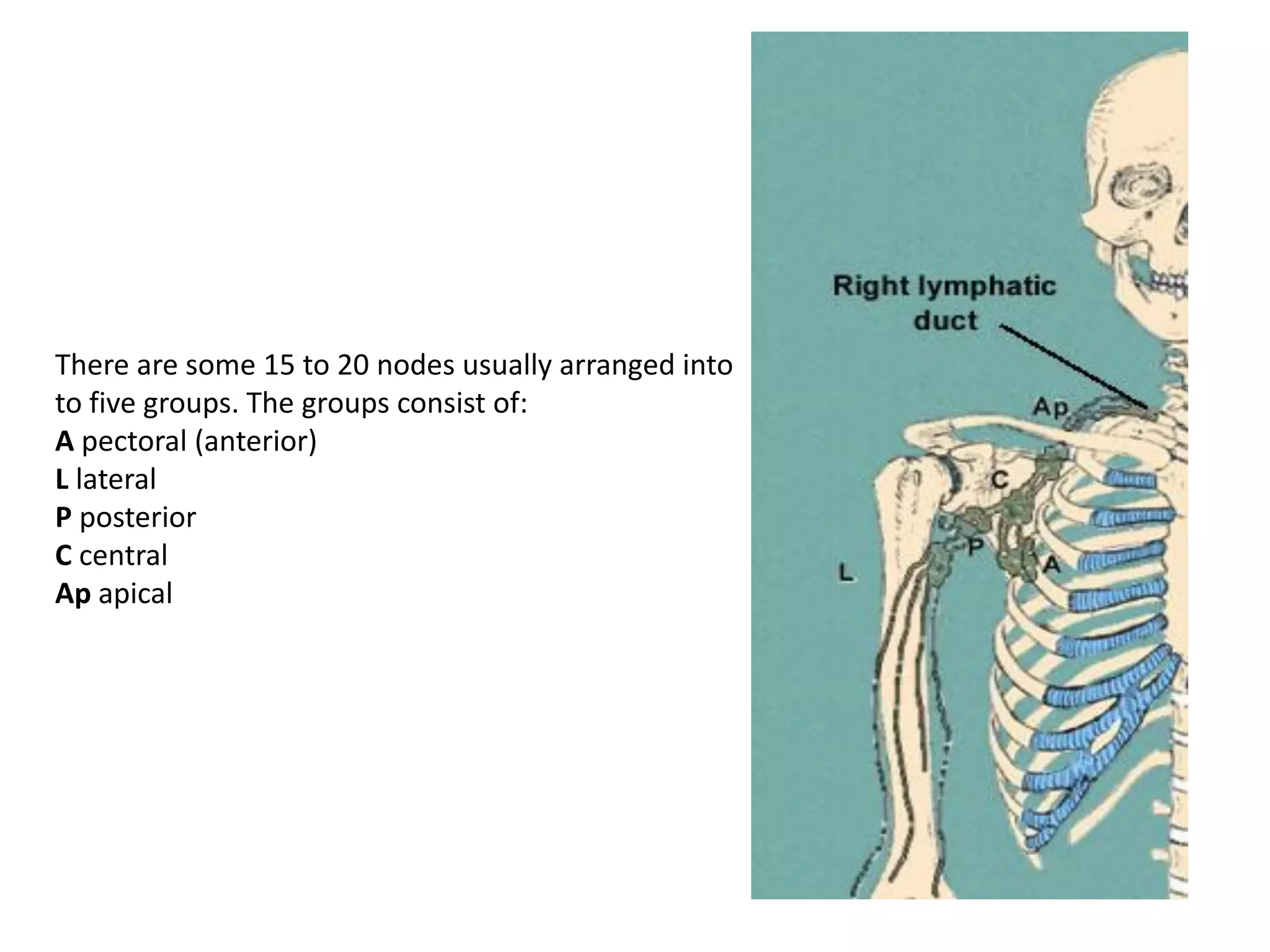 There are some 15 to 20 nodes usually arranged into
to five groups. The groups consist of:
A pectoral (anterior)
L lateral
P posterior
C central
Ap apical
 
