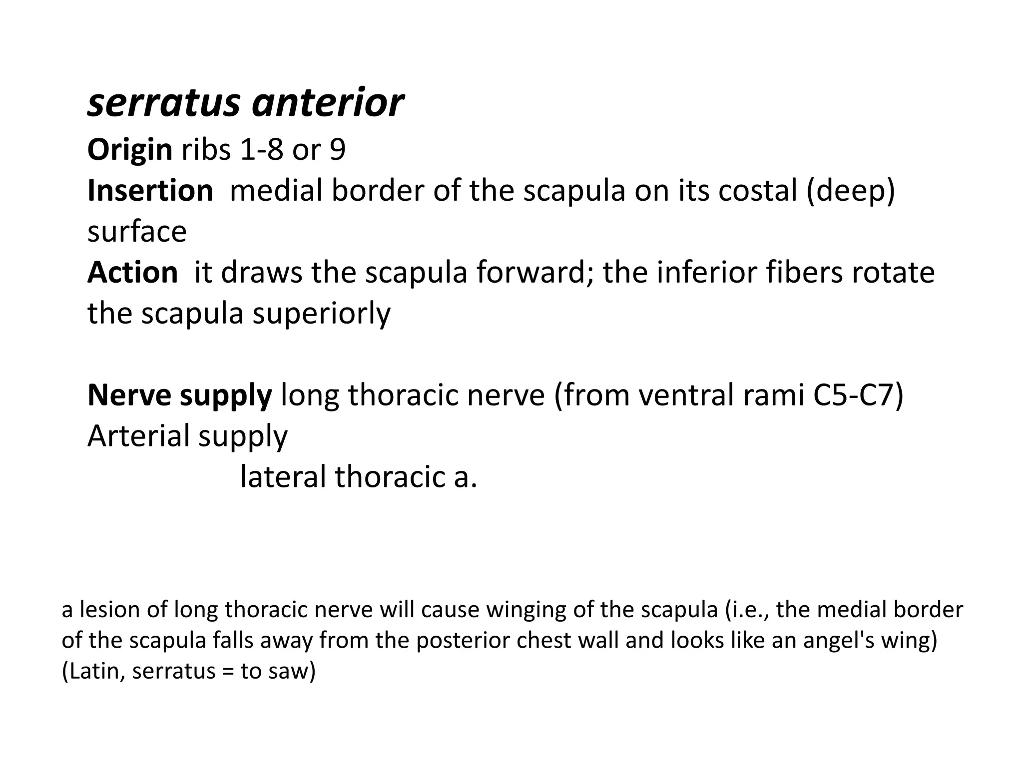 serratus anterior
  Origin ribs 1-8 or 9
  Insertion medial border of the scapula on its costal (deep)
  surface
  Action it draws the scapula forward; the inferior fibers rotate
  the scapula superiorly

  Nerve supply long thoracic nerve (from ventral rami C5-C7)
  Arterial supply
              lateral thoracic a.


a lesion of long thoracic nerve will cause winging of the scapula (i.e., the medial border
of the scapula falls away from the posterior chest wall and looks like an angel's wing)
(Latin, serratus = to saw)
 