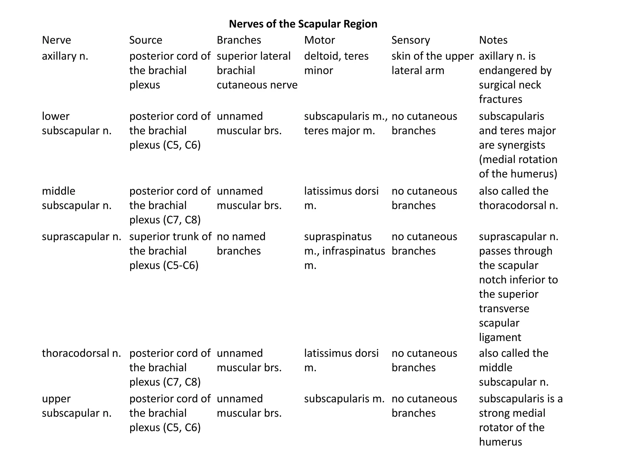 Nerves of the Scapular Region
Nerve            Source            Branches         Motor              Sensory           Notes
axillary n.      posterior cord of superior lateral deltoid, teres     skin of the upper axillary n. is
                 the brachial      brachial         minor              lateral arm       endangered by
                 plexus            cutaneous nerve                                       surgical neck
                                                                                         fractures
lower            posterior cord of unnamed           subscapularis m., no cutaneous      subscapularis
subscapular n.   the brachial      muscular brs.     teres major m. branches             and teres major
                 plexus (C5, C6)                                                         are synergists
                                                                                         (medial rotation
                                                                                         of the humerus)
middle           posterior cord of   unnamed         latissimus dorsi no cutaneous       also called the
subscapular n.   the brachial        muscular brs.   m.                branches          thoracodorsal n.
                 plexus (C7, C8)
suprascapular n. superior trunk of   no named        supraspinatus     no cutaneous     suprascapular n.
                 the brachial        branches        m., infraspinatus branches         passes through
                 plexus (C5-C6)                      m.                                 the scapular
                                                                                        notch inferior to
                                                                                        the superior
                                                                                        transverse
                                                                                        scapular
                                                                                        ligament
thoracodorsal n. posterior cord of   unnamed         latissimus dorsi   no cutaneous    also called the
                 the brachial        muscular brs.   m.                 branches        middle
                 plexus (C7, C8)                                                        subscapular n.
upper            posterior cord of   unnamed         subscapularis m. no cutaneous      subscapularis is a
subscapular n. the brachial          muscular brs.                    branches          strong medial
                 plexus (C5, C6)                                                        rotator of the
                                                                                        humerus
 