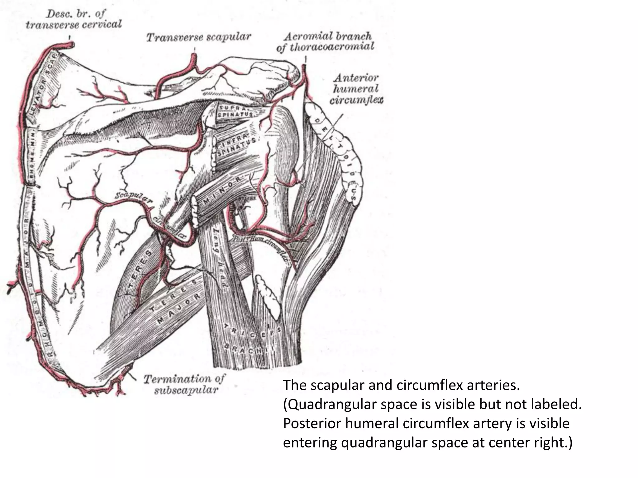 The scapular and circumflex arteries.
(Quadrangular space is visible but not labeled.
Posterior humeral circumflex artery is visible
entering quadrangular space at center right.)
 