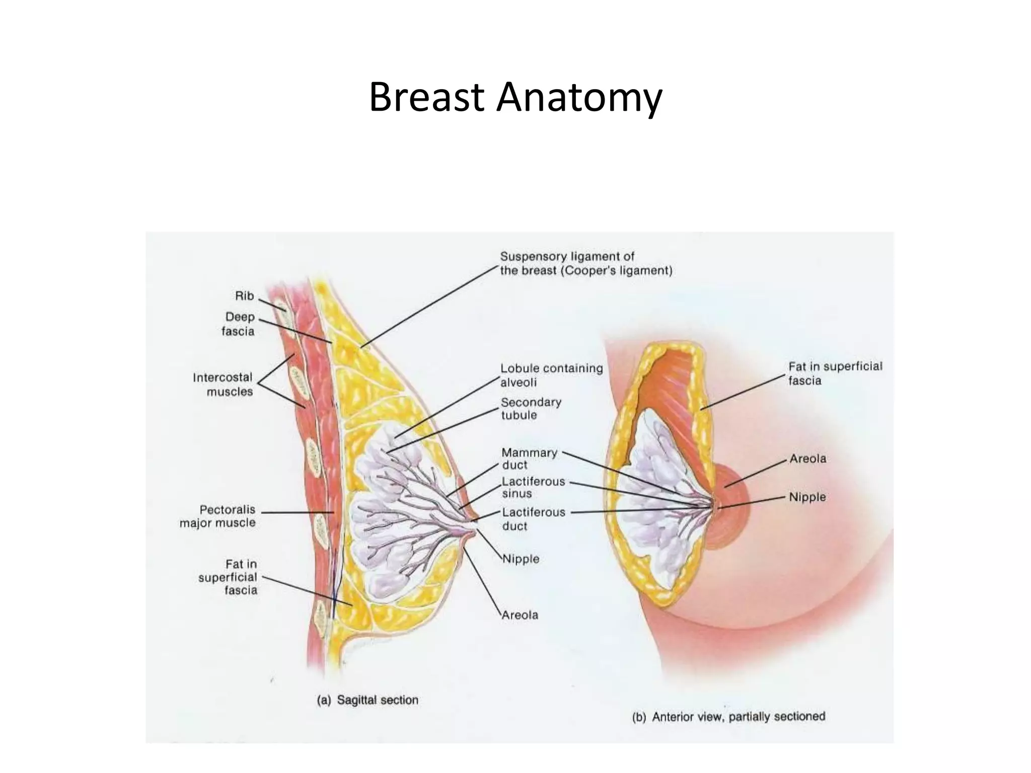 Breast Anatomy
 