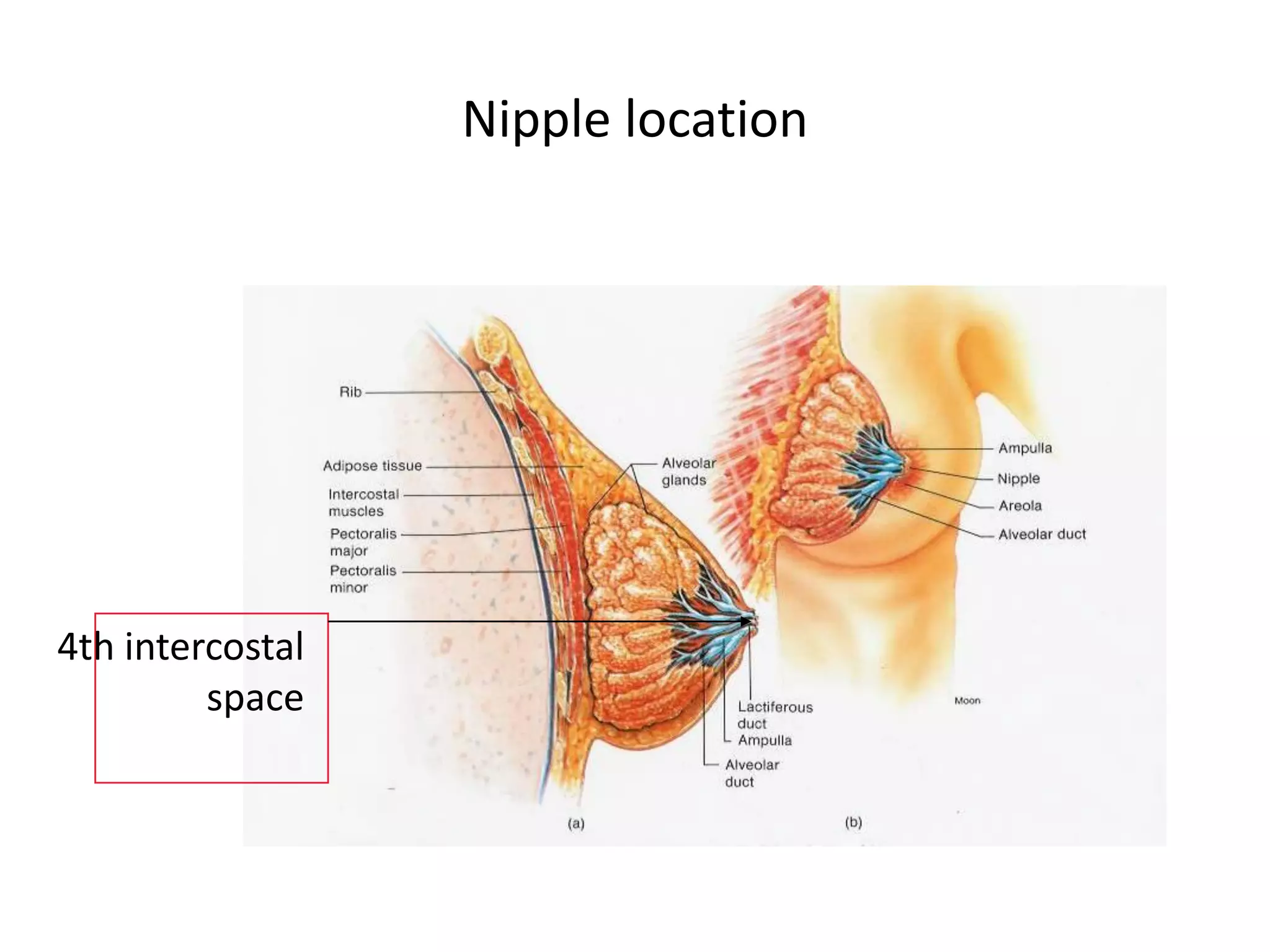 Nipple location




4th intercostal
         space
 