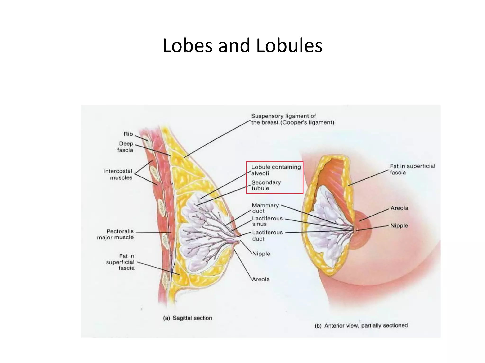 Lobes and Lobules
 