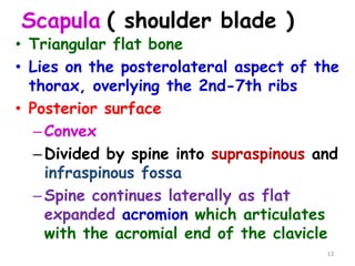 Upper limb .ppt