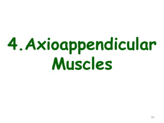 Upper limb .ppt