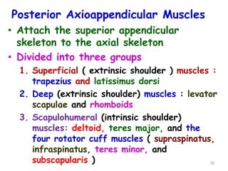 Upper limb .ppt