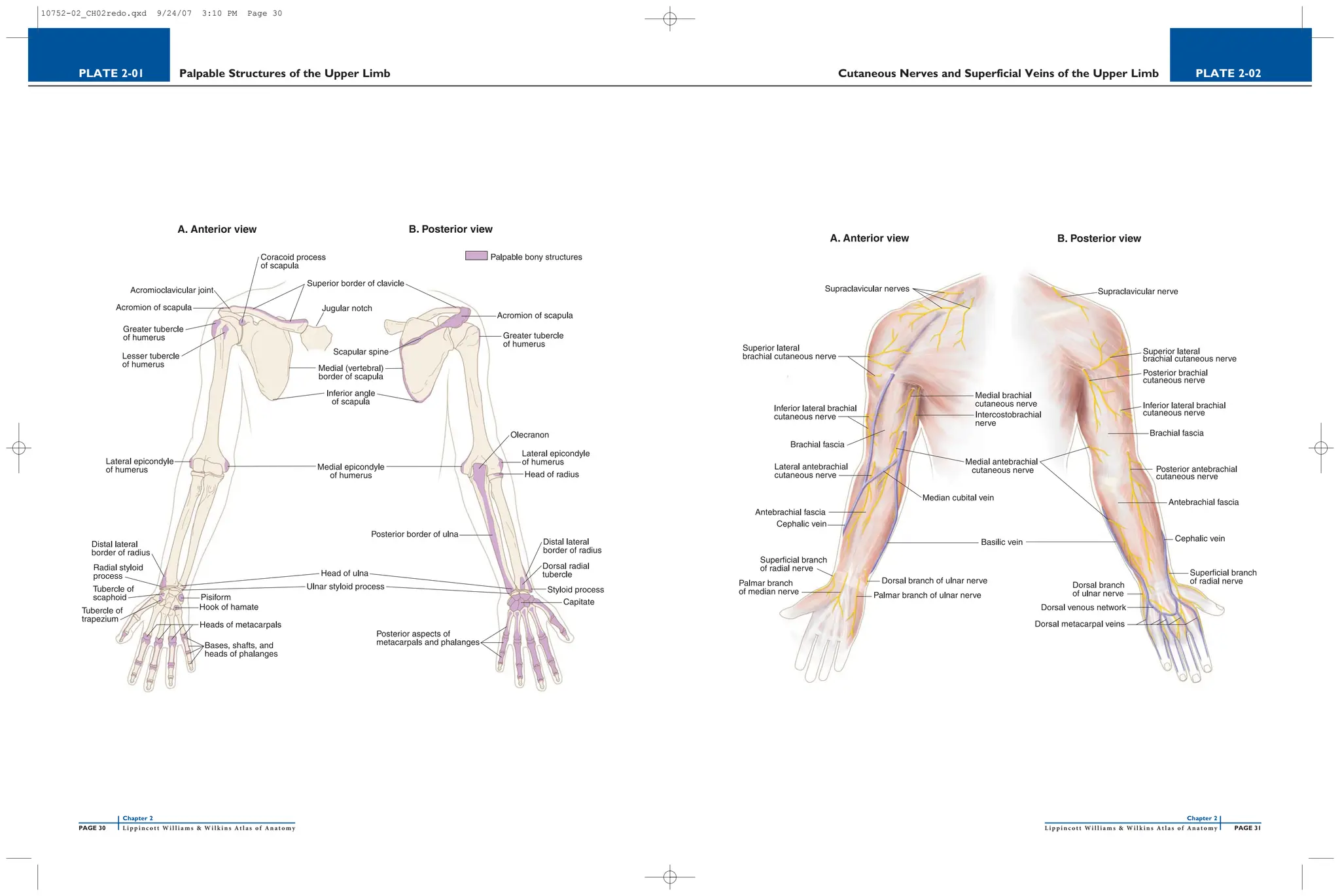 upper limb human body all image show .pdf