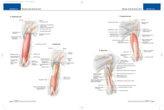 PLATE 2-18
PAGE 47
Chapter 2
L i p p i n c o t t W i l l i a m s & W i l k i n s A t l a s o f A n a t o m y
Muscles of the Posterior Arm
PAGE 46
Chapter 2
PLATE 2-17
L i p p i n c o t t W i l l i a m s & W i l k i n s A t l a s o f A n a t o m y
Muscles of the Anterior Arm
10752-02_CH02redo.qxd 9/24/07 3:12 PM Page 46
 