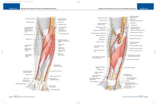 PLATE 2-24
PAGE 53
Chapter 2
L i p p i n c o t t W i l l i a m s & W i l k i n s A t l a s o f A n a t o m y
Muscles of the Anterior Forearm, Intermediate Dissection
PAGE 52
Chapter 2
PLATE 2-23
L i p p i n c o t t W i l l i a m s & W i l k i n s A t l a s o f A n a t o m y
Muscles of the Anterior Forearm, Superficial Dissection
10752-02_CH02redo.qxd 9/24/07 3:12 PM Page 52
 