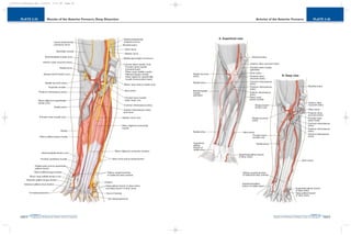 PLATE 2-26
PAGE 55
Chapter 2
L i p p i n c o t t W i l l i a m s & W i l k i n s A t l a s o f A n a t o m y
Arteries of the Anterior Forearm
PAGE 54
Chapter 2
PLATE 2-25
L i p p i n c o t t W i l l i a m s & W i l k i n s A t l a s o f A n a t o m y
Muscles of the Anterior Forearm, Deep Dissection
10752-02_CH02redo.qxd 9/24/07 3:12 PM Page 54
 