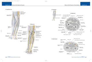 PLATE 2-28
PAGE 57
Chapter 2
L i p p i n c o t t W i l l i a m s & W i l k i n s A t l a s o f A n a t o m y
Nerves of the Forearm in Cross Section
PAGE 56
Chapter 2
PLATE 2-27
L i p p i n c o t t W i l l i a m s & W i l k i n s A t l a s o f A n a t o m y
Nerves of the Anterior Forearm
10752-02_CH02redo.qxd 9/24/07 3:12 PM Page 56
 