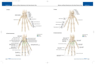PLATE 2-32
PAGE 61
Chapter 2
L i p p i n c o t t W i l l i a m s & W i l k i n s A t l a s o f A n a t o m y
Skeleton and Muscle Attachments of the Hand, Posterior View
PAGE 60
Chapter 2
PLATE 2-31
L i p p i n c o t t W i l l i a m s & W i l k i n s A t l a s o f A n a t o m y
Skeleton and Muscle Attachments of the Hand, Anterior View
10752-02_CH02redo.qxd 9/24/07 3:12 PM Page 60
 