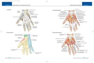 PLATE 2-34
PAGE 63
Chapter 2
L i p p i n c o t t W i l l i a m s & W i l k i n s A t l a s o f A n a t o m y
Wrist and Palm of the Hand I
PAGE 62
Chapter 2
PLATE 2-33
L i p p i n c o t t W i l l i a m s & W i l k i n s A t l a s o f A n a t o m y
Cutaneous Nerves of the Hand, Anterior View
10752-02_CH02redo.qxd 9/24/07 3:12 PM Page 62
 