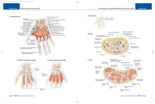 PLATE 2-36
PAGE 65
Chapter 2
L i p p i n c o t t W i l l i a m s & W i l k i n s A t l a s o f A n a t o m y
Cross Sections Through the Wrist and Palm of the Hand
PAGE 64
Chapter 2
PLATE 2-35
L i p p i n c o t t W i l l i a m s & W i l k i n s A t l a s o f A n a t o m y
Wrist and Palm of the Hand II
10752-02_CH02redo.qxd 9/24/07 3:13 PM Page 64
 