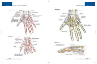 PLATE 2-38
PAGE 67
Chapter 2
L i p p i n c o t t W i l l i a m s & W i l k i n s A t l a s o f A n a t o m y
Nerves of the Hand
PAGE 66
Chapter 2
PLATE 2-37
L i p p i n c o t t W i l l i a m s & W i l k i n s A t l a s o f A n a t o m y
Arteries of the Hand, Anterior View
10752-02_CH02redo.qxd 9/24/07 3:13 PM Page 66
 