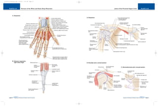 PLATE 2-42
PAGE 71
Chapter 2
L i p p i n c o t t W i l l i a m s & W i l k i n s A t l a s o f A n a t o m y
Joints of the Proximal Upper Limb
PAGE 70
Chapter 2
PLATE 2-41
L i p p i n c o t t W i l l i a m s & W i l k i n s A t l a s o f A n a t o m y
Dorsum of the Wrist and Hand, Deep Dissection
10752-02_CH02redo.qxd 9/24/07 3:13 PM Page 70
 