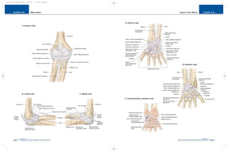 PLATE 2-44
PAGE 73
Chapter 2
L i p p i n c o t t W i l l i a m s & W i l k i n s A t l a s o f A n a t o m y
Joints of the Wrist
PAGE 72
Chapter 2
PLATE 2-43
L i p p i n c o t t W i l l i a m s & W i l k i n s A t l a s o f A n a t o m y
Elbow Joint
10752-02_CH02redo.qxd 9/24/07 3:13 PM Page 72
 