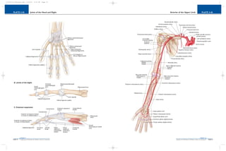 PLATE 2-46
PAGE 75
Chapter 2
L i p p i n c o t t W i l l i a m s & W i l k i n s A t l a s o f A n a t o m y
Arteries of the Upper Limb
PAGE 74
Chapter 2
PLATE 2-45
L i p p i n c o t t W i l l i a m s & W i l k i n s A t l a s o f A n a t o m y
Joints of the Hand and Digits
10752-02_CH02redo.qxd 9/24/07 3:13 PM Page 74
 