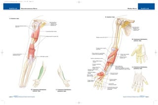 PLATE 2-48
PAGE 77
Chapter 2
L i p p i n c o t t W i l l i a m s & W i l k i n s A t l a s o f A n a t o m y
Median Nerve
PAGE 76
Chapter 2
PLATE 2-47
L i p p i n c o t t W i l l i a m s & W i l k i n s A t l a s o f A n a t o m y
Musculocutaneous Nerve
10752-02_CH02redo.qxd 9/24/07 3:13 PM Page 76
 