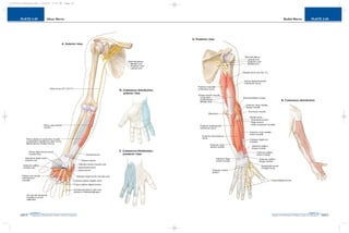 PLATE 2-50
PAGE 79
Chapter 2
L i p p i n c o t t W i l l i a m s & W i l k i n s A t l a s o f A n a t o m y
Radial Nerve
PAGE 78
Chapter 2
PLATE 2-49
L i p p i n c o t t W i l l i a m s & W i l k i n s A t l a s o f A n a t o m y
Ulnar Nerve
10752-02_CH02redo.qxd 9/24/07 3:13 PM Page 78
 