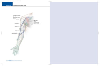 PAGE 82
Chapter 2
PLATE 2-53
L i p p i n c o t t W i l l i a m s & W i l k i n s A t l a s o f A n a t o m y
Lymphatics of the Upper Limb
10752-02_CH02redo.qxd 9/24/07 3:13 PM Page 82
 