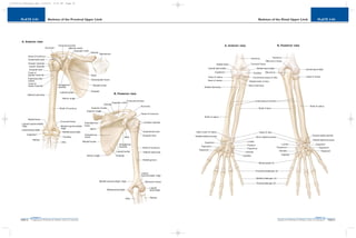 PLATE 2-04
PAGE 33
Chapter 2
L i p p i n c o t t W i l l i a m s & W i l k i n s A t l a s o f A n a t o m y
Skeleton of the Distal Upper Limb
PAGE 32
Chapter 2
PLATE 2-03
L i p p i n c o t t W i l l i a m s & W i l k i n s A t l a s o f A n a t o m y
Skeleton of the Proximal Upper Limb
10752-02_CH02redo.qxd 9/24/07 3:10 PM Page 32
 
