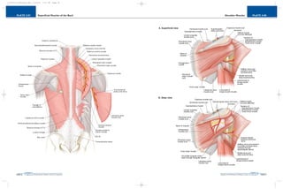 PLATE 2-08
PAGE 37
Chapter 2
L i p p i n c o t t W i l l i a m s & W i l k i n s A t l a s o f A n a t o m y
Shoulder Muscles
PAGE 36
Chapter 2
PLATE 2-07
L i p p i n c o t t W i l l i a m s & W i l k i n s A t l a s o f A n a t o m y
Superficial Muscles of the Back
10752-02_CH02redo.qxd 9/24/07 3:11 PM Page 36
 