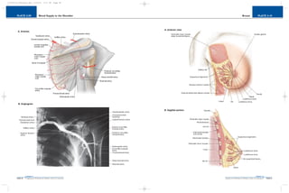 PLATE 2-10
PAGE 39
Chapter 2
L i p p i n c o t t W i l l i a m s & W i l k i n s A t l a s o f A n a t o m y
Breast
PAGE 38
Chapter 2
PLATE 2-09
L i p p i n c o t t W i l l i a m s & W i l k i n s A t l a s o f A n a t o m y
Blood Supply to the Shoulder
10752-02_CH02redo.qxd 9/24/07 3:11 PM Page 38
 