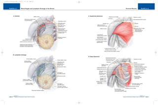PLATE 2-12
PAGE 41
Chapter 2
L i p p i n c o t t W i l l i a m s & W i l k i n s A t l a s o f A n a t o m y
Pectoral Muscles
PAGE 40
Chapter 2
PLATE 2-11
L i p p i n c o t t W i l l i a m s & W i l k i n s A t l a s o f A n a t o m y
Blood Supply and Lymphatic Drainage of the Breast
10752-02_CH02redo.qxd 9/24/07 3:11 PM Page 40
 
