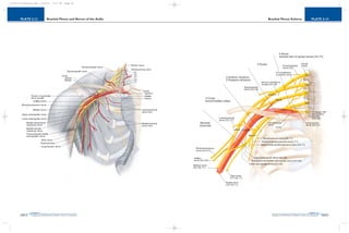 PLATE 2-14
PAGE 43
Chapter 2
L i p p i n c o t t W i l l i a m s & W i l k i n s A t l a s o f A n a t o m y
Brachial Plexus Schema
PAGE 42
Chapter 2
PLATE 2-13
L i p p i n c o t t W i l l i a m s & W i l k i n s A t l a s o f A n a t o m y
Brachial Plexus and Nerves of the Axilla
10752-02_CH02redo.qxd 9/24/07 3:11 PM Page 42
 