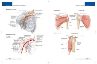 PLATE 2-16
PAGE 45
Chapter 2
L i p p i n c o t t W i l l i a m s & W i l k i n s A t l a s o f A n a t o m y
Rotator Cuff Muscles
PAGE 44
Chapter 2
PLATE 2-15
L i p p i n c o t t W i l l i a m s & W i l k i n s A t l a s o f A n a t o m y
Axillary Artery and Its Branches
10752-02_CH02redo.qxd 9/24/07 3:11 PM Page 44
 