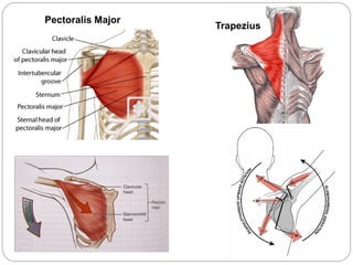Upper limb bones-joints-muscles-Dr.B.B.Gosai | PPT