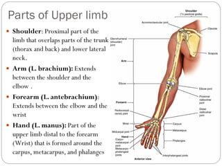 Upper limb bones-joints-muscles-Dr.B.B.Gosai