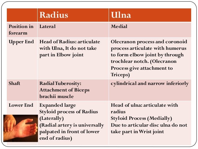 Upper limb bones-joints-muscles-Dr.B.B.Gosai