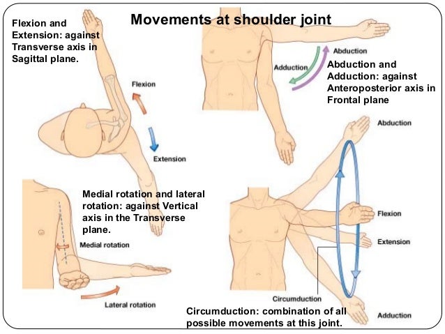 Medial And Lateral Rotation Of Arm