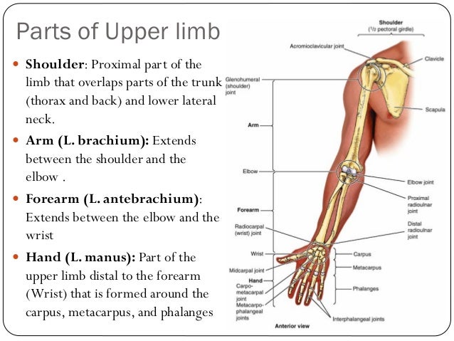 Upper limb bones-joints-muscles-Dr.B.B.Gosai