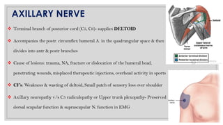 UPPER LIMB-nerve supply AK GMC TVM neuro.pdf