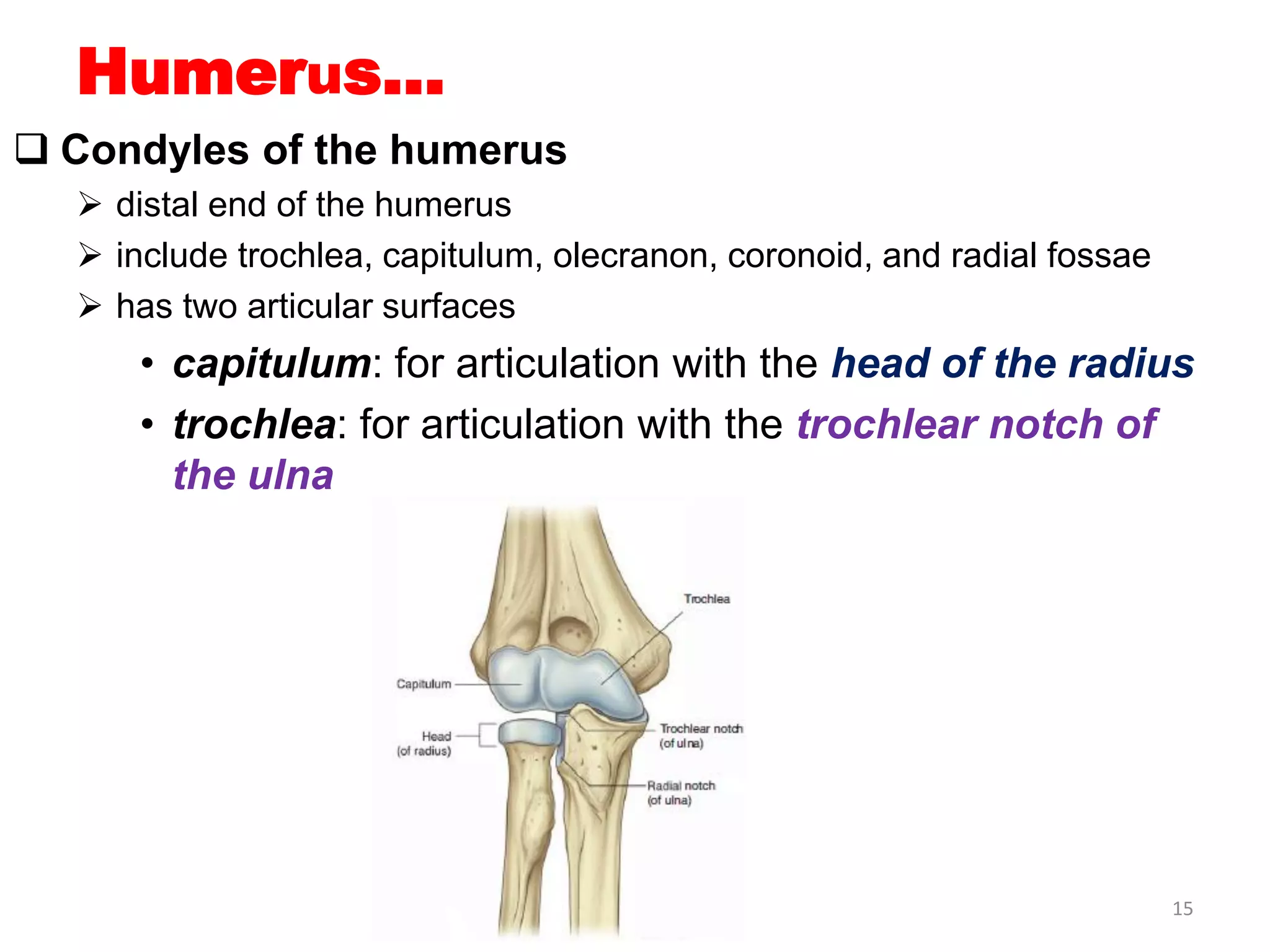 upper limb 1.pdf