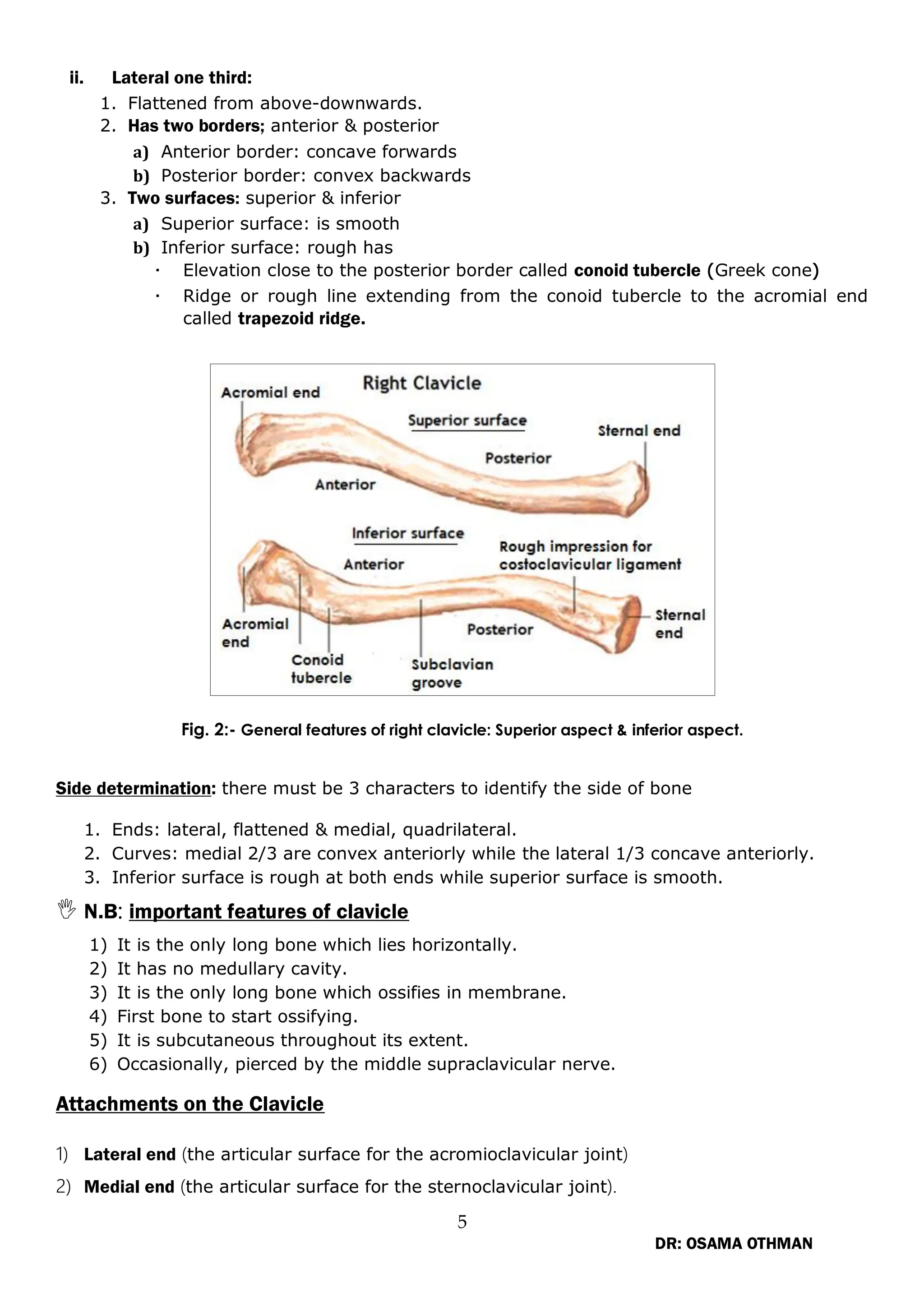 Conoid Ridge Upper limb 2021 final version protection Dr OSAMA.pdf