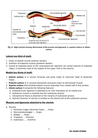 Conoid Ridge Upper limb 2021 final version protection Dr OSAMA.pdf
