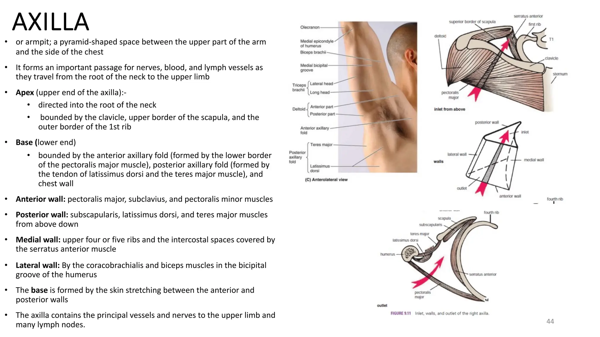 UPPER LIMB 2024......................pdf
