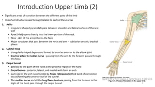 UPPER LIMB 2024......................pdf