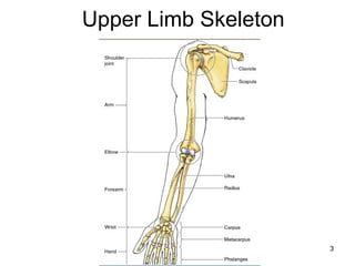 Comprehensive Anatomy of the Upper Limb: Bones, Muscles, and Joints | PPT