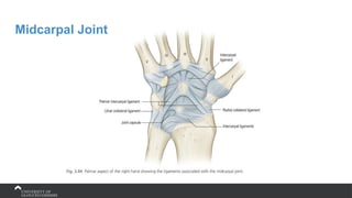 Midcarpal Joint
 