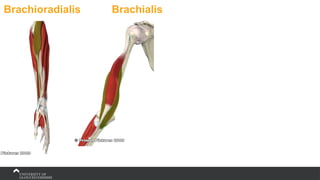 Brachioradialis Brachialis
 