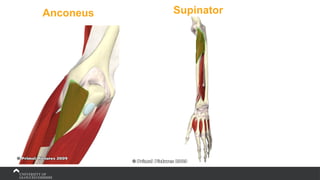 Anconeus Supinator
 